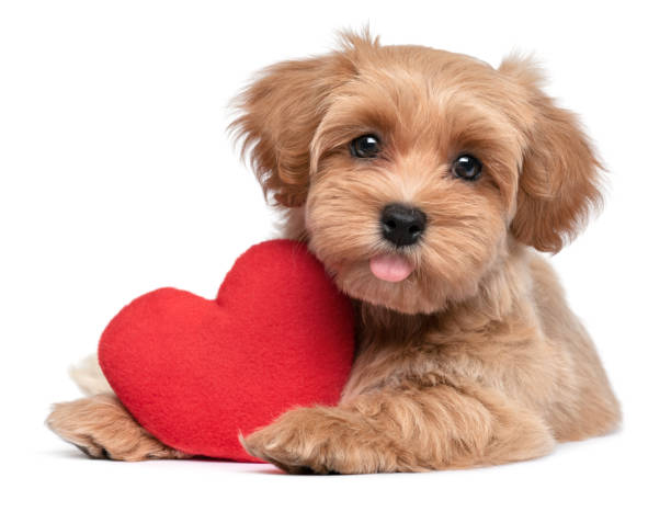 mignon chiot rouge valentine havanese - valentines day friendship puppy small photos et images de collection