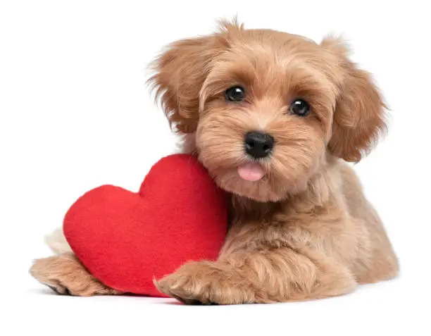 Cute lover Valentine Havanese puppy dog lying with a red heart, isolated on white background