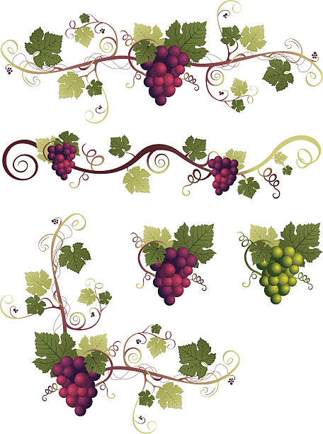 Grape Design Elements vector art illustration