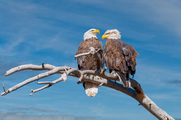 Bald Eagle Pair Perched in a Dead Tree stock photo