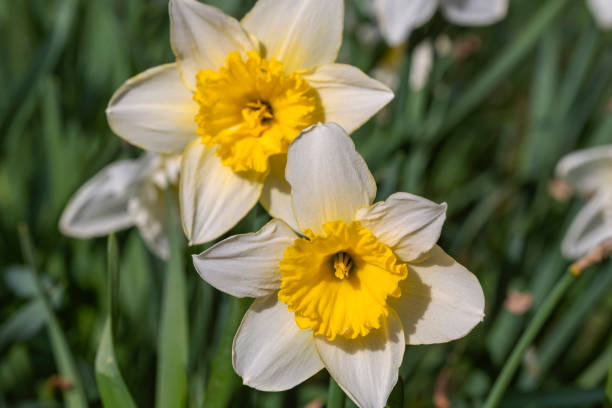 istock Yellow and white flowering daffodils 1369569783