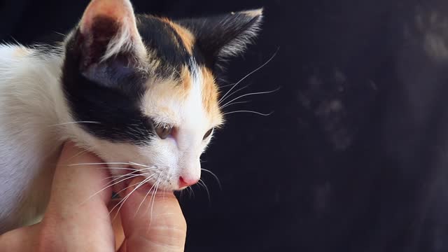Calico Kitten Trying to eat owners thumb