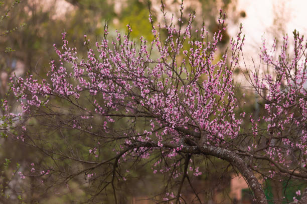 istock Pink spring flowers. Blooming peach tree. Spring nature background. Blooming flower 1369571362