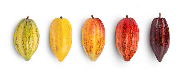 cocoa fruit isolated on white Set of fresh cocoa pods isolated on white background. Top view. Flat lay. cocoa bean stock pictures, royalty-free photos & images