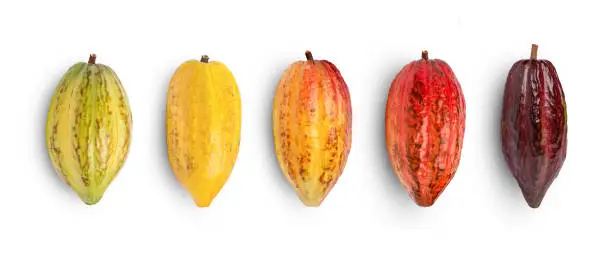 Set of fresh cocoa pods isolated on white background. Top view. Flat lay.