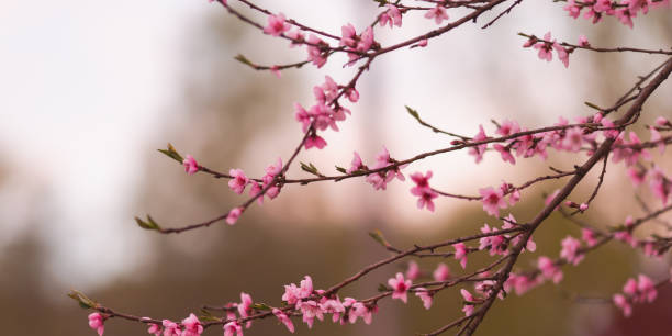 istock Pink spring flowers. Blooming peach tree. Spring nature background. Blooming flower 1369571389