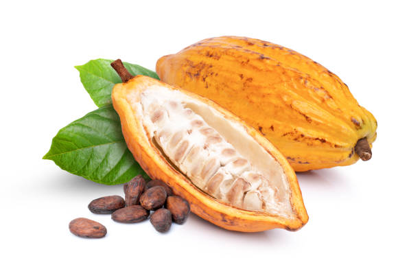 Dry cocoa beans and fresh yellow cocoa fruit stock photo