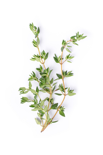 Fresh thyme sprig herbs isolated on white background.