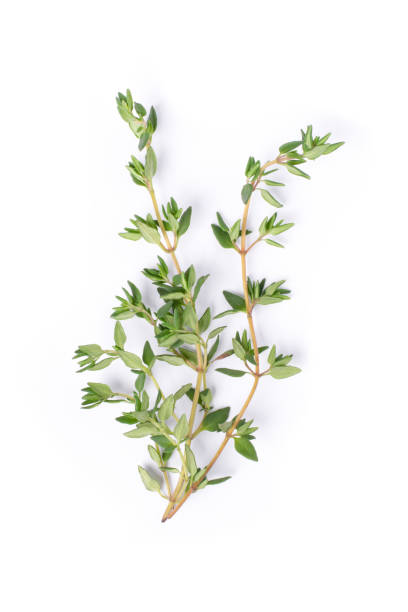 thyme leaf Fresh thyme sprig herbs isolated on white background. thyme stock pictures, royalty-free photos & images