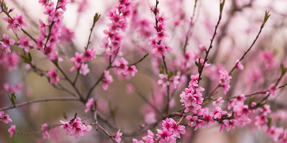 Pink spring flowers. Blooming peach tree. Spring nature background. Blooming flower
