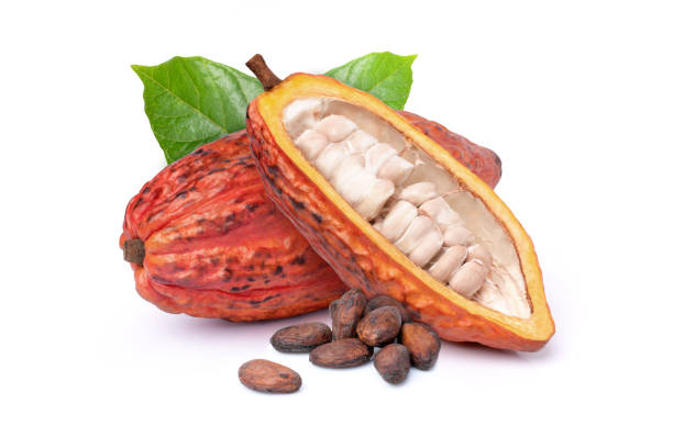 istock red cocoa fruit with dried cocoa beans 1369572124