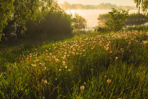 White dandelions. Beautiful spring landscape. Morning mist over the river. Summer nature. Sunbeams on the grass. Willows on the river bank. Idyllic morning. Peaceful scenery stock photo