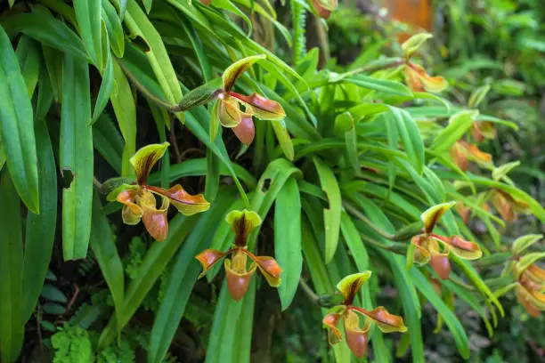 Photo of Beautiful rare wild orchids (Paphiopedilum villosum) in tropical forest of Thailand.