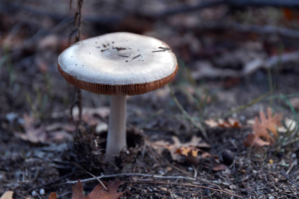 Inedible white mushroom growing on ground in forest. Macro, close-up. Blurred background.