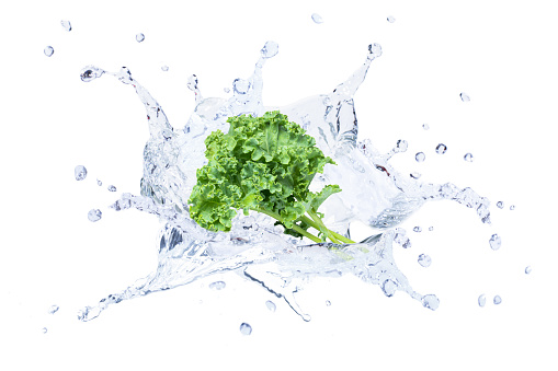 Kale vegetable in water splash isolated on white background.
