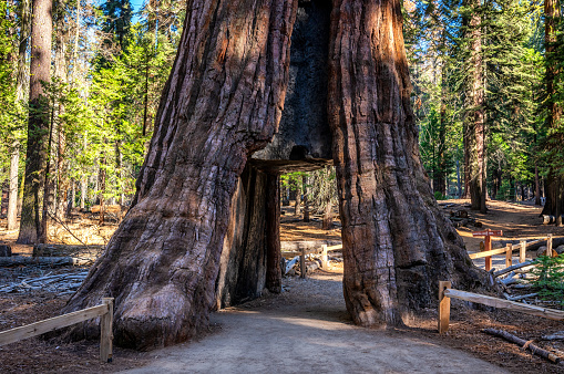 This is the sole surviving Tunnel Tree in Mariposa Grove that once cars drove through it. There was another Tunnel Tree in the grove, but it collapsed after the tunnel was dug through it.