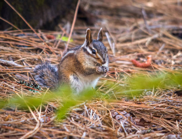 The eastern chipmunk  is a chipmunk species found in eastern North America