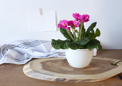 Modern kitchen, spring still life with white brick wall. Floral composition with flowers primrose, primula Vulgaris in a pot on a wooden table with cotton towel and blank paper card mock-up. Flowers concept.