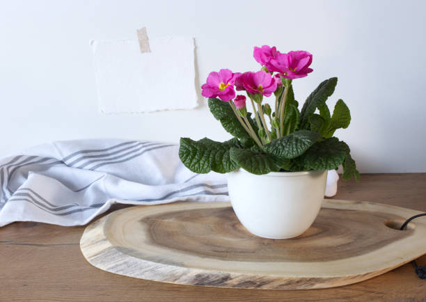 modern kitchen, spring still life with white brick wall. floral composition with flowers primrose, primula vulgaris in a pot on a wooden table with cotton towel and blank paper card mock-up. - primrose imagens e fotografias de stock