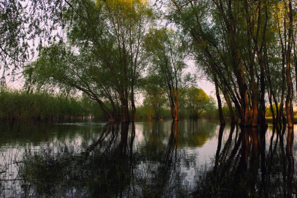 Warm sunny sunset light falls on trees in water. River spill. Willows stand in lake. Spring flood. Beautiful magical scenery. Spring nature. Reflections of trees in water. Summer landscape