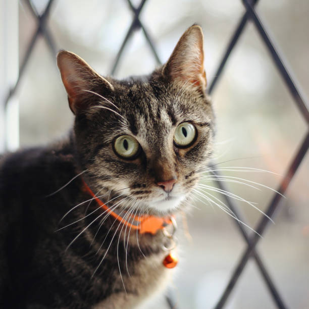 Beautiful female tabby cat sat by a window looking to camera stock photo