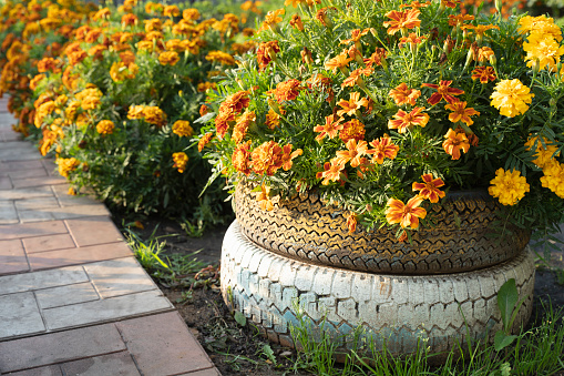 beautiful flower bed of orange flowers grows in car tires. Soviet and Russian home garden design.marigolds, student flower or Turkish carnation, a flower native to Mexico is Tagetes.