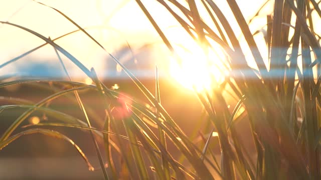 Slow motion closeup of grass silhouette over beautiful sunset nature background