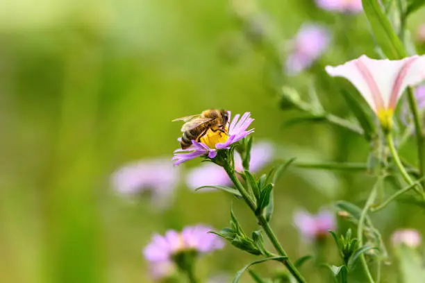 Photo of Bee and flower. Close up of a large bee collecting pollen on purple flower on a Sunny day. Macro horizontal photography. Summer and spring backgrounds