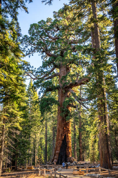 Grizzly Giant tree at Mariposa Grove of Giant Sequoias, Yosemite National Park California