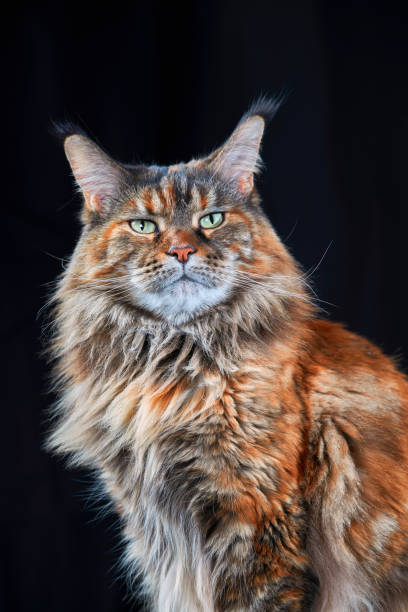 Maine Coon cat. Studio portrait large cat Isolated on black background