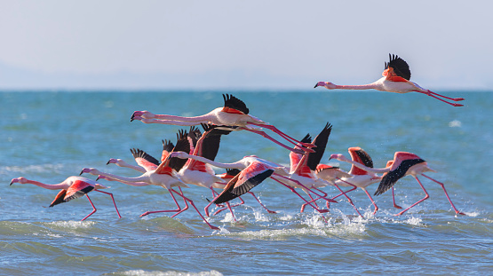 Takeoff of a flock of flamingos on the sea