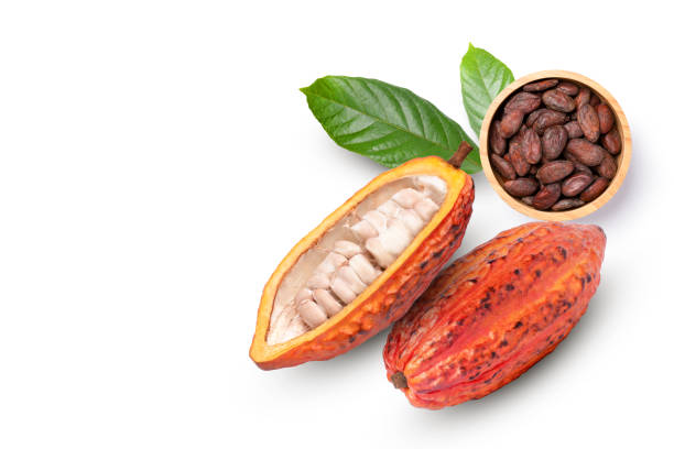 istock red cocoa pods with dried cocoa beans 1369575401