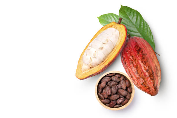 istock red cocoa fruit with dried cocoa beans 1369575454