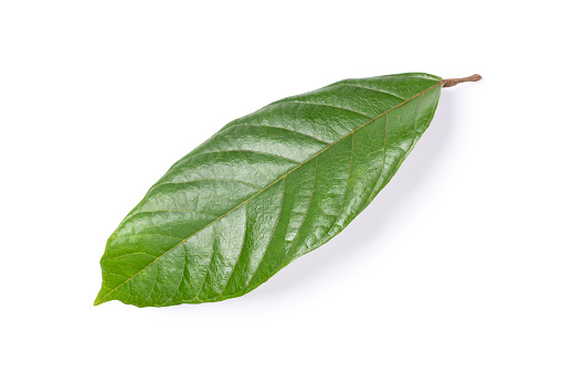 Fresh cocoa leaf isolated on white background. Top view. Flat lay. Clipping path.