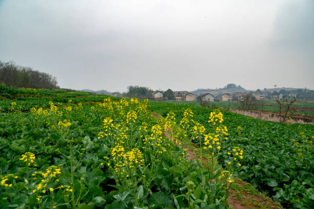 istock Rural landscape in Hunan, China 1369576461