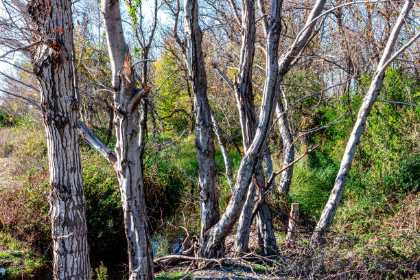Defoliated trees by the stream in the forest in autumn in Fethiye, Turkey.
