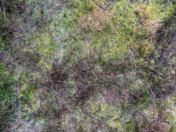 Frozen grass of a heathland in winter.