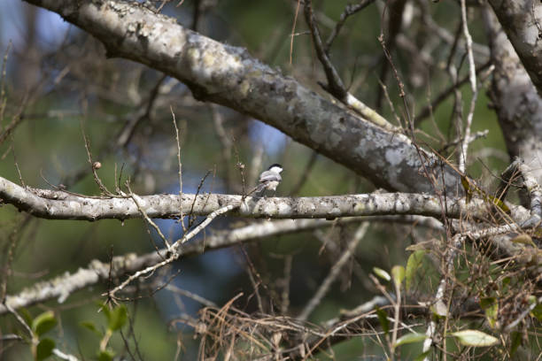 캐롤라이나 박새 한 지점 - photography carolina chickadee bird animals in the wild 뉴스 사진 이미지