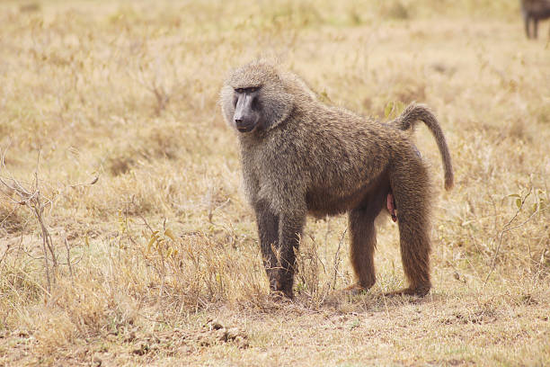 istock Baboon on Lake Nakuru, Kenya 1369581299