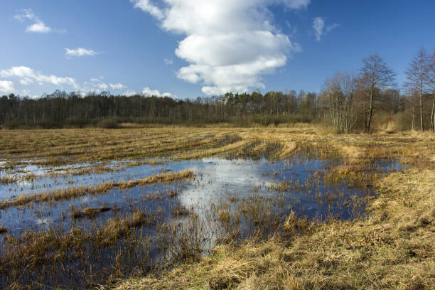 istock Rain water on a wild meadow and cloud on the sky 1369581325