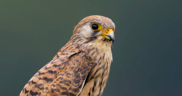 pustułka mniejsza (falco naumanni) to mały sokół - kestrel hawk beak falcon zdjęcia i obrazy z banku zdjęć