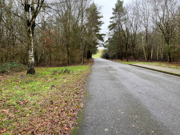 istock A road next to a forest in winter. 1369582674