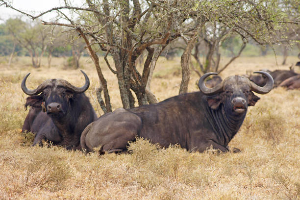 Cafre buffalo, Lake Nakuru. This National Park is one of the best national parks in Kenya since it has one of the soda lakes of the Rift Valley, where you can enjoy a wide variety of wildlife species and especially flamingos that make the lake look pink.