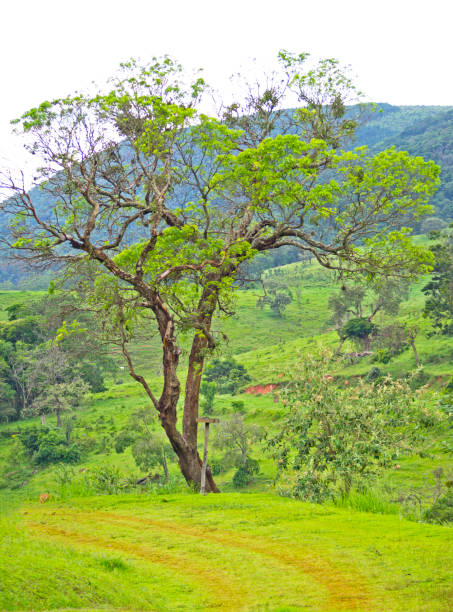 istock tree with mountains in the background and tractor trail in the foreground 1369583949