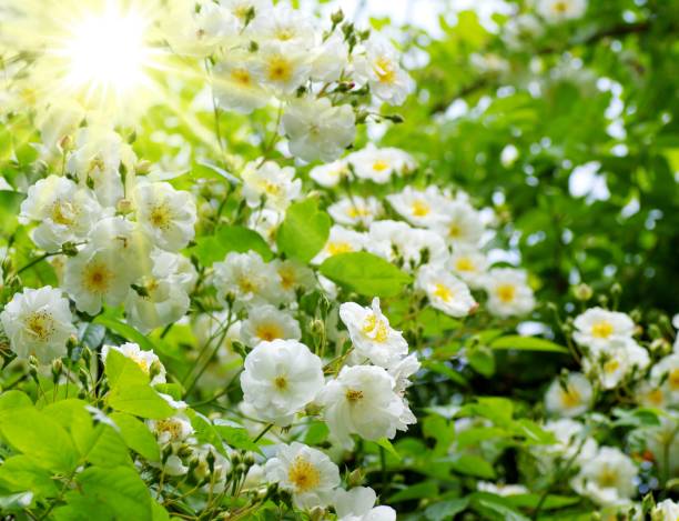 istock White Climbing Rose Bobbie James 1369584254