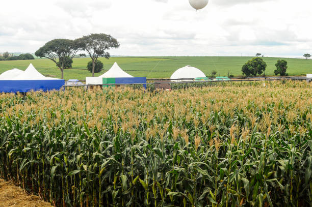 Corn planting in a rural exhibition