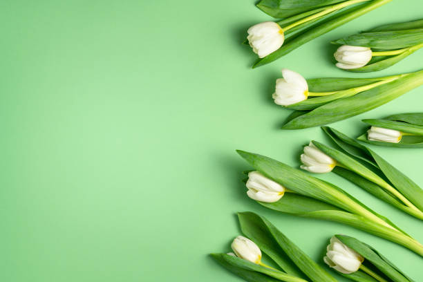 White tulips on light green background. Natural fresh flowers with green leaves. Spring holiday composition. Mother's day or Woman's day concept. Blooming season flat lay. Top view, copy space White tulips on light green background. Natural fresh flowers with green leaves. Spring holiday composition. Mother's day or Woman's day concept. Blooming season flat lay. Top view, copy space. white tulips stock pictures, royalty-free photos & images