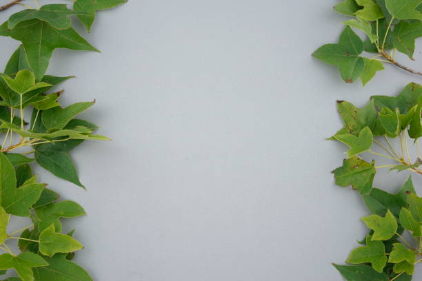 Image of dried native New Zealand Flax or Harakeke, with copy space on left.