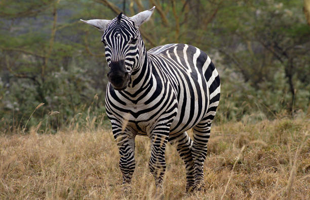 Zebra in Lake Nakuru, Kenya Zebra in Lake Nakuru. This National Park is one of the best national parks in Kenya since it has one of the soda lakes of the Rift Valley, where you can enjoy a wide variety of wildlife species and especially flamingos that make the lake look pink. lake nakuru national park stock pictures, royalty-free photos & images