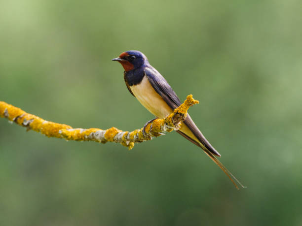 istock Red-rumped swallow (Cecropis daurica), perching on a branch, green background. 1369586792